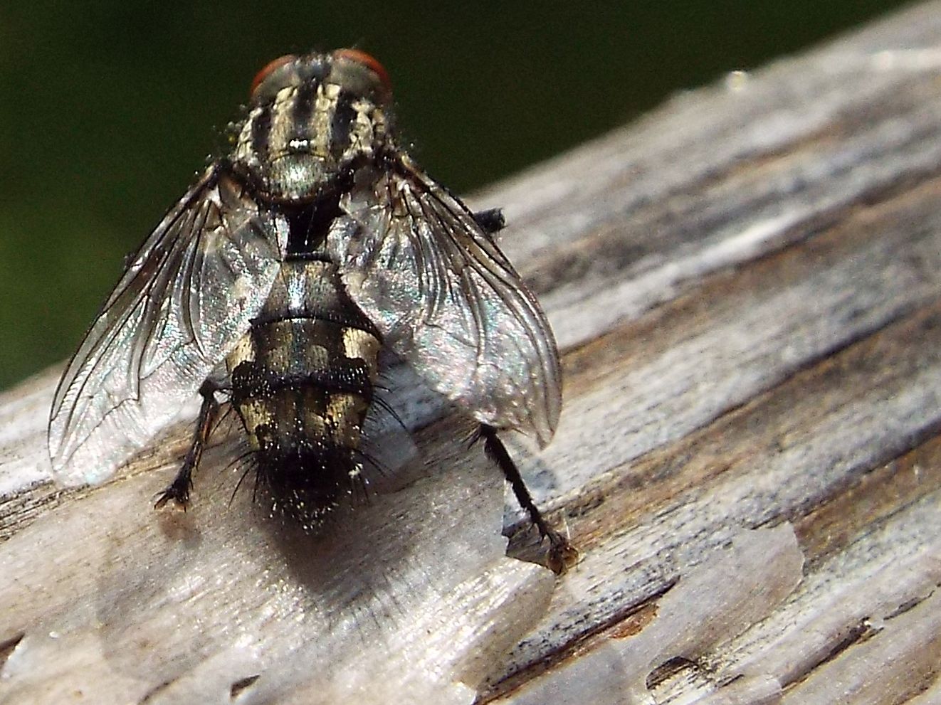 Sarcophaga sp. e Pollenia sp.